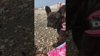 Part 3 of my dog growing up #adorable #cutedog  #frenchbulldog #dog #cute