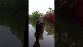 This Fish Wanted Revenge on The Frog!!