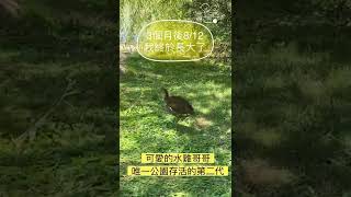 《關心生態》紅冠水雞❤️高雄凹子底森林公園生態池(第3集)