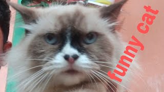 funny cat