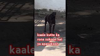 kaale kutte ka rona sukoon hai ya apasukoon । chhota dog। monkey video। cat videos। elephant video