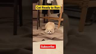 Cat Ready to Run funny Video #shorts #cat #kittycat #run #animals #ytshorts #youtubeshorts #reels