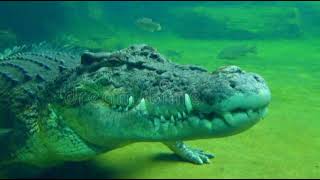 unknown facts about crocodile #gk#aligator# most powerful animal# interesting  facts about crocodile