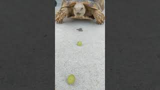 Turtle loves grapes