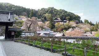 Hase-dera Temple: Falling cherry blossoms