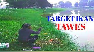 TARGET IKAN TAWES||YANG DAPAT IKAN NILA