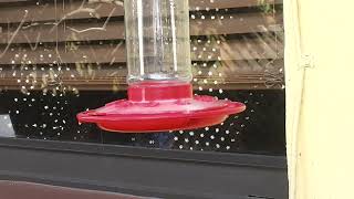 Humming bird visits Jan 1 2022  2