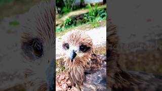 Eegle #youtubeshorts #shortfeed #shortviral #shortvideo #youtubeshort #shorts #short #eagle