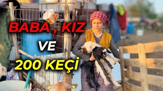 KAZDAĞLARINDA SIFIR MALİYET İLE 200 KARA KEÇİ BAKIYOR | PARAYA PARA DEMİYOR..