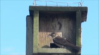 Purple Martin Project 2013