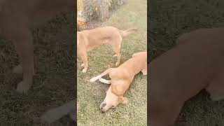 #funny dogs  training #comedymovies #ytshort