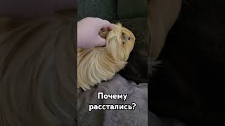 3 сентября.. Почему расстались? #набережные_челны #питомник_ассорти #морские_свинки