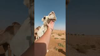 【サウジアラビア総集編】街の雰囲気の異世界感がとても良かった🇸🇦