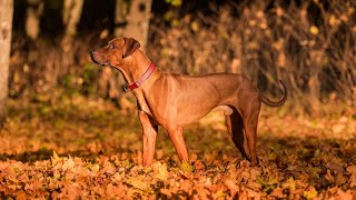 Rhodesian Ridgeback vs Wild Predators: Instincts Unleashed