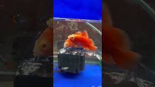 Red chilli Oscars #petsparadise #hubli #aquarium #pets #trending #trendingshorts #oscar s#oscars  ar