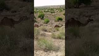 #desert #camel #beautiful #video #viral