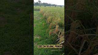 Padi Kami Tahun Ini CBD 04 jelang panen #petani #ricecultivation #padi