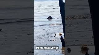 Pemangsa Lewat & Pengganggu Para Pemancing