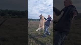 Starting a fight 😅 #bigdog #dog #dogshorts #kangal #anadoluçobanköpeği #ilovemydog #k9 #realdog