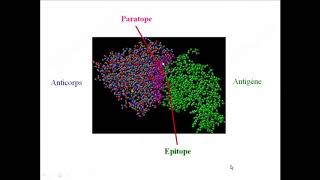 Les antigenes et les anticorps