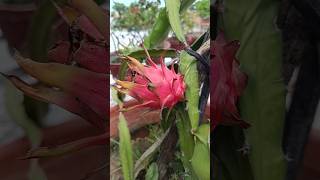 😍Ripen Dragon Fruit❤#shorts #trending #viral #youtubeshorts #dragonfruit #gardening #dragonplant #yt