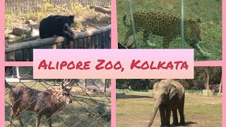 Alipore Zoological Garden (আলিপুর চিড়িয়াখানা)||Kolkata Zoo