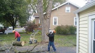 Tree Removal / Stump Grinding Time-lapse