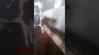 مجموعة من الأبقار المحلية في أحد المزارع ferme du vaches locale en algérie