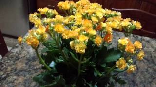 Kalanchoe -  Calanchoe -  Flor - da - Fortuna : Dicas de cultivo...