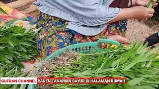 Pemanfaatan Halaman Rumah||Inilah Hasil Tanam Sayur di Bulan Ramadhan