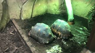 Turtle 🐢 Colchester zoo United Kingdom