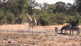 Giraffe Fight - Moremi National Park Botswana