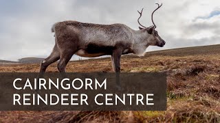 CAIRNGORM REINDEER CENTRE, SCOTLAND