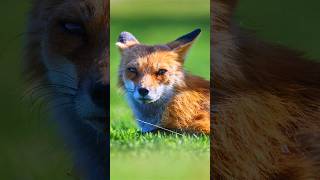 Red Fox #subscribe #shorts #wildlife #nature #birdwatching #birdsofprey #falcon #raptors #redfox