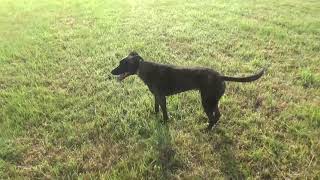 Bull x lurcher fastest dog in the world