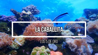 🌊 La Caballita 🌊 // Letra // Los 5 de Oro