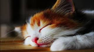 Calming Music for Cats 😻 Perfect for Sleep & Relaxation