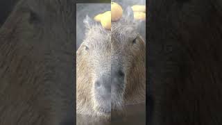 капибара #тихий55 #capybara #рекоминдации #капибара