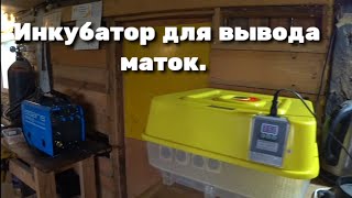 Инкубатор для вывода маток. Подробнее.