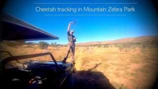 Cheetah Tracking. Mountain Zebra National Park.