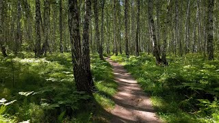 Тюмень. Парк Гагарина. Лето 2024. Лес | Forest Video 4k Cinematic | Xiaomi 13T Pro + DJI RS 3 Mini