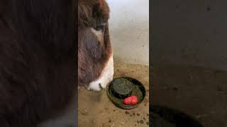 Donkey Cannot Eat Hay