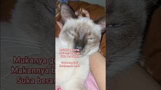 kesayangan emak #kucingsiam #siamese #seamesecat #cat #catlover #pecintakucing