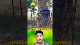 the snake 🐍 is holding the komodo dragon 🐉 in a tree 🌴#shorts#youtubeshorts#animal#