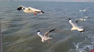 Beautiful Seagulls at Elephanta caves Mumbai  Unesco World Heritage