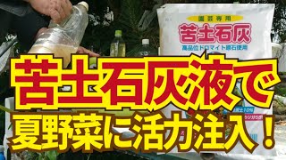 トマト、ナスの葉が黄色くなってませんか？苦土石灰液で夏野菜に不足しがちなマグネシウムを補給する。6/16