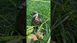 MAKING A DIFFERENCE for CONSERVATION...My client HATCHES ABANDONED WOOD DUCK EGGS