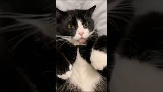 Oreo cat doesn't want to be petted #shorts