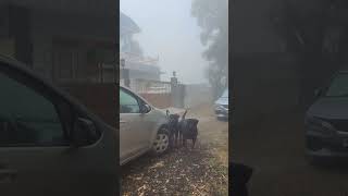 Rotts Enjoying Fog