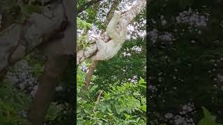 Surprise Sloth 🦥  in La Fortuna Costa Rica 🇨🇷